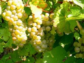Morningside Vineyard - Winery Find
