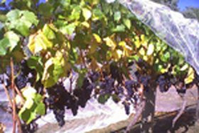 Palmara Vineyard - Winery Find