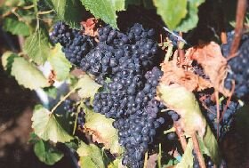 Darlington Vineyard - Winery Find
