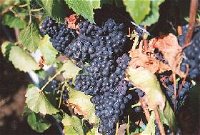 Darlington Vineyard - Winery Find
