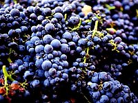 Nandroya Vineyard - Winery Find