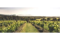 Bream Creek Vineyard - Winery Find