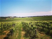 Adelaide Winemakers - Winery Find