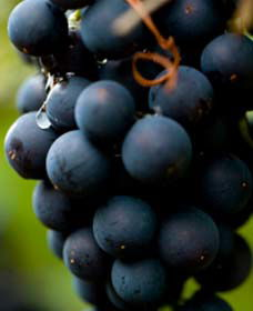 Eumungerie NSW Winery Find