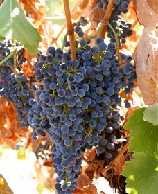 Glenburnie Vineyard - Winery Find