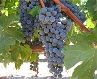 Joshuas Fault Wine - Winery Find